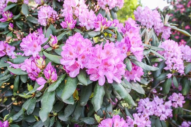 Botanical Tour Experience