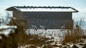 Black-necked cranes walking across a frosty field near a traditional farmhouse in Phobjikha Valley.