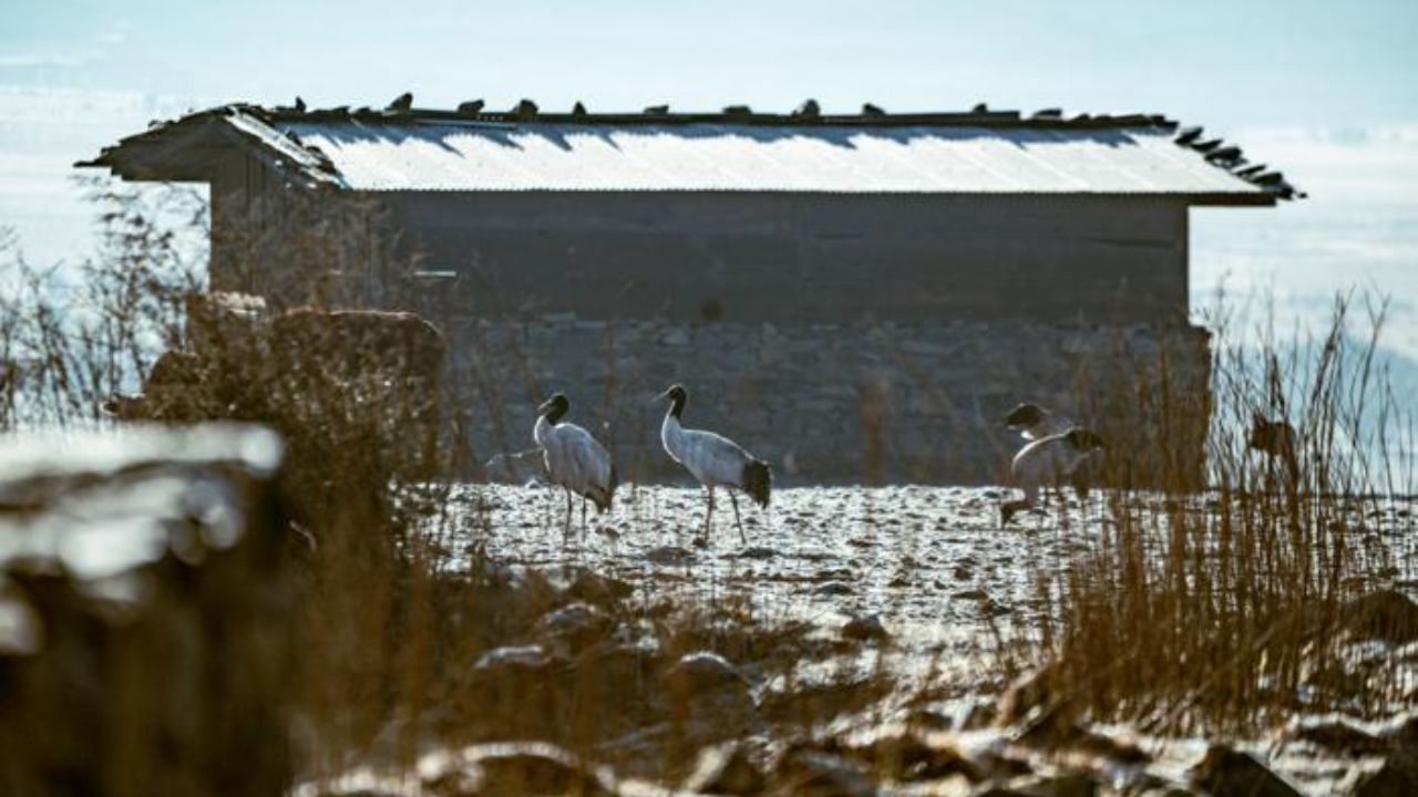 Black-necked cranes walking across a frosty field near a traditional farmhouse in Phobjikha Valley.